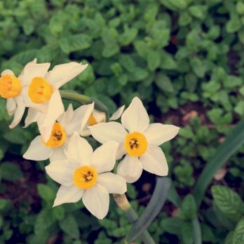 تسنيم الصوالحة