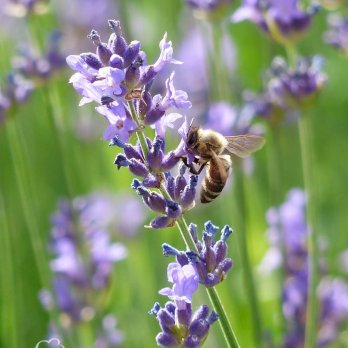 خزامى الرماضين