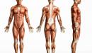 أهم المعلومات عن العضلات