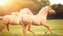 من أول من ركب الخيل