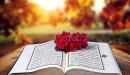 تأملات في سورة الحجرات