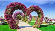 الحديقة المعجزة في دبي (Dubai Miracle Garden) الحديقة المعجزة في دبي (Dubai Miracle Garden)