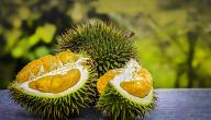 فاكهة الدوريان Durian فاكهة الدوريان Durian