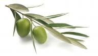 الفوائد الصحية لأوراق شجر الزيتون