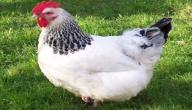 معلومات غريبة عن الدجاج