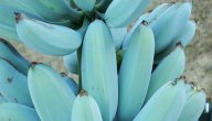فوائد الموز الأزرق فوائد الموز الأزرق