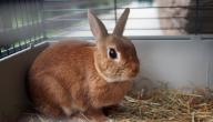 كيفية تربية الأرانب في المنزل كيفية تربية الأرانب في المنزل