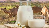 فوائد حليب الإبل للجنس: فوائد مزعومة أم صحيحة علميًّا؟