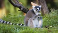 معلومات عن حيوان الليمور معلومات عن حيوان الليمور
