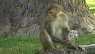 معلومات عن قرد المكاك