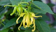 معلومات عن زهرة Ylang Ylang معلومات عن زهرة Ylang Ylang
