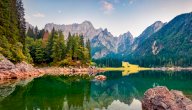 معلومات عن طائر القطرس
