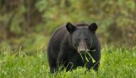 معلومات عن الدب الأسود معلومات عن الدب الأسود