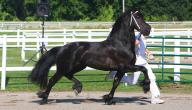 معلومات عن الخيل الفريزيان معلومات عن الخيل الفريزيان