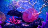 أنواع الشعاب المرجانية أنواع الشعاب المرجانية