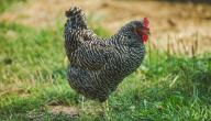 معلومات عن الدجاج الأسود