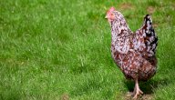 طريقة تربية الدجاج البلدي طريقة تربية الدجاج البلدي