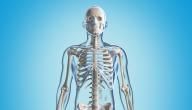 معلومات عن الهيكل العظمي