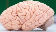 أعراض الصرع عند الكبار أعراض الصرع عند الكبار