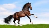 ما هي أنواع الخيول في العالم ما هي أنواع الخيول في العالم