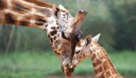 ما هو معدل عمر الزرافة ما هو معدل عمر الزرافة