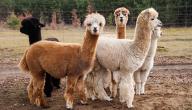 معلومات عن حيوان اللاما معلومات عن حيوان اللاما