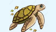 قصة السلحفاة