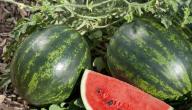 كيفية زراعة البطيخ