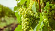 السعرات الحرارية في العنب الأخضر السعرات الحرارية في العنب الأخضر