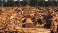 دور الإنسان في تدمير غابات الأمازون