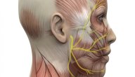 العصب الوجهي: التعريف، الموقع، الوظائف والأمراض الشائعة