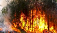 حرائق الغابات: الأسباب، الحلول والنتائج حرائق الغابات: الأسباب، الحلول والنتائج