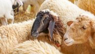هل يجوز توزيع الأضحية على غير المسلمين؟