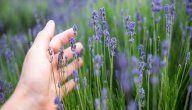 ما هي طُرق زراعة نبات اللافندر والعناية به؟