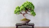 ما هي شجرة البونساي اليابانية؟