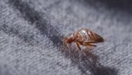 ما أسباب ظهور حشرة البق؟ ما أسباب ظهور حشرة البق؟