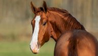 الشد العضلي عند الخيل: كل ما تود معرفته عنه