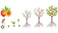 دورة حياة شجرة الخوخ
