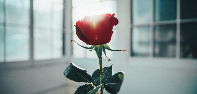 كيف-يكون-الاحتفال-بعيد-الحب-حول-العالم/