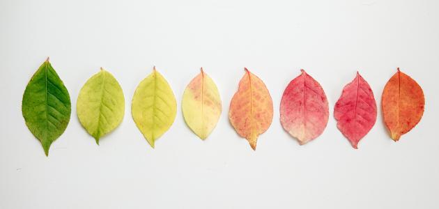 كيفية-استخدام-علاج-الألوان-في-فقدان-الوزن/