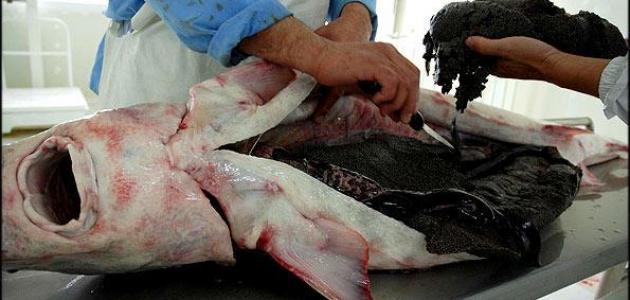 فوائد الكافيار ( بيض السمك) فوائد الكافيار ( بيض السمك)