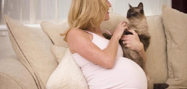 هل تؤثر القطط على الحامل ؟