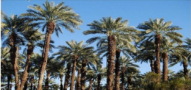 معلومات عن النخيل