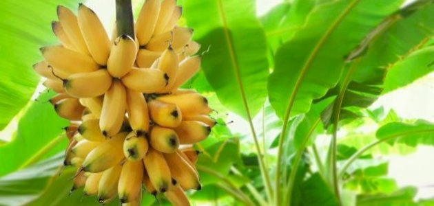 طريقة زراعة الموز