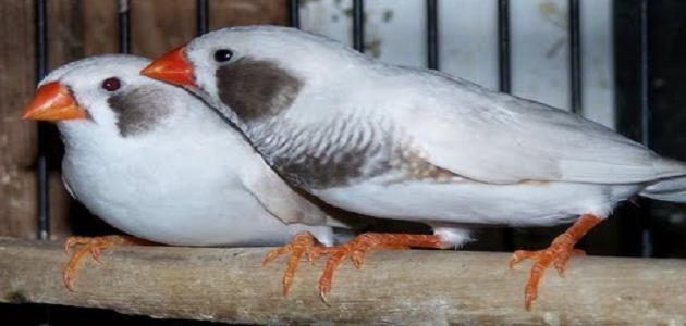 معلومات عن طيور الزيبرا