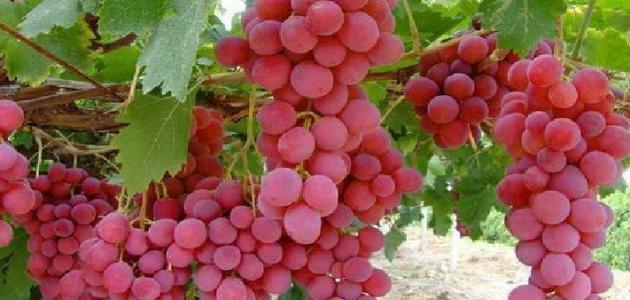 كيفية زراعة العنب