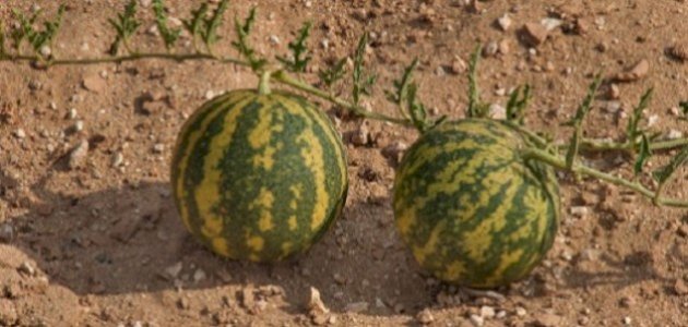 فوائد الحنظل للجنس: فوائد مزعومة أم صحيحة علميًّا؟