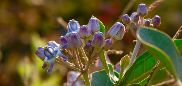 فوائد نبات العشر