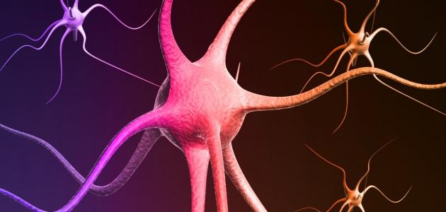 العصب الحائر و الجنس