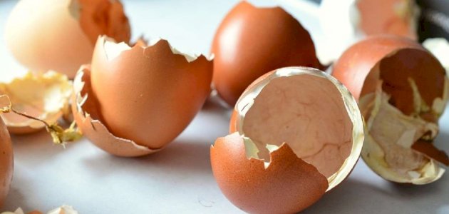 فوائد قشر البيض للجنس: فوائد مزعومة أم صحيحة علميًّا؟